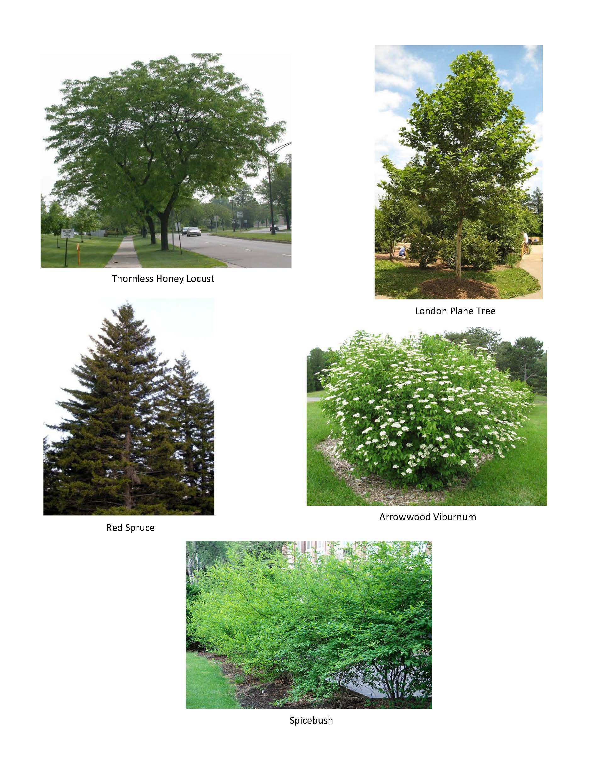 Dog-park-trees-1