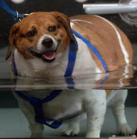 Large Beagle walking on underwater treadmill