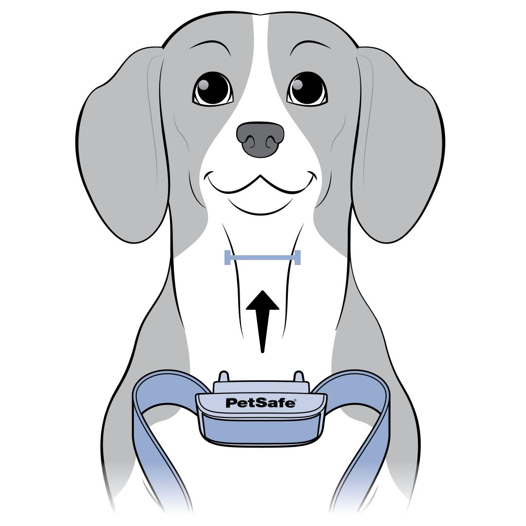 Center Collar On Dog
