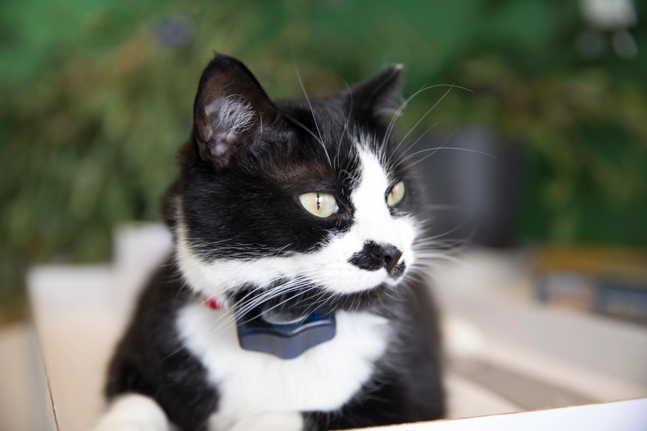 cat wears invisible fence collar