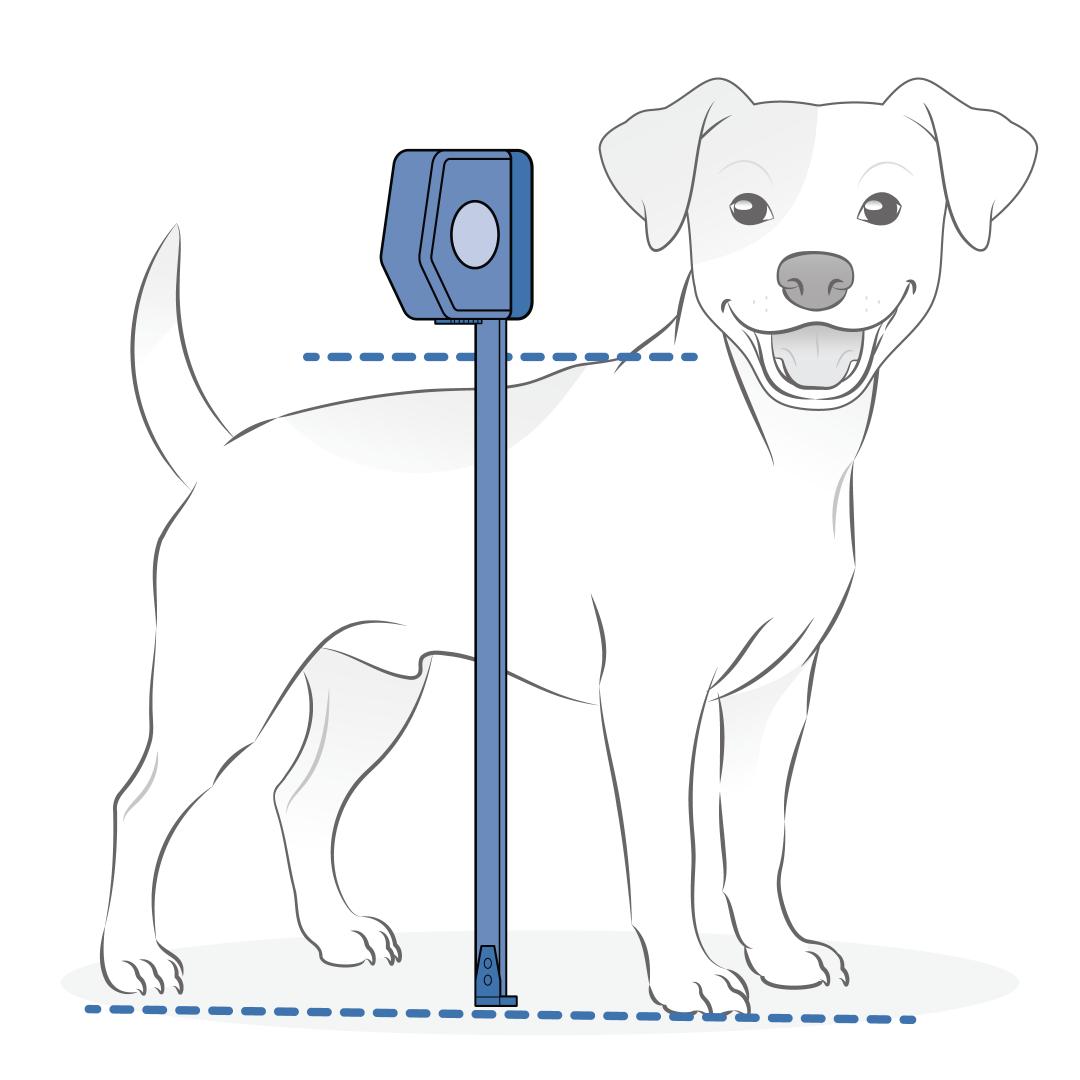 Measure The Height Of Your Pet