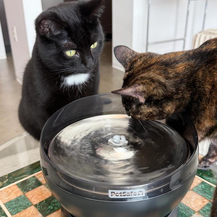 Two cats drinking from black Cordless HydroSphere fountain sitting on table