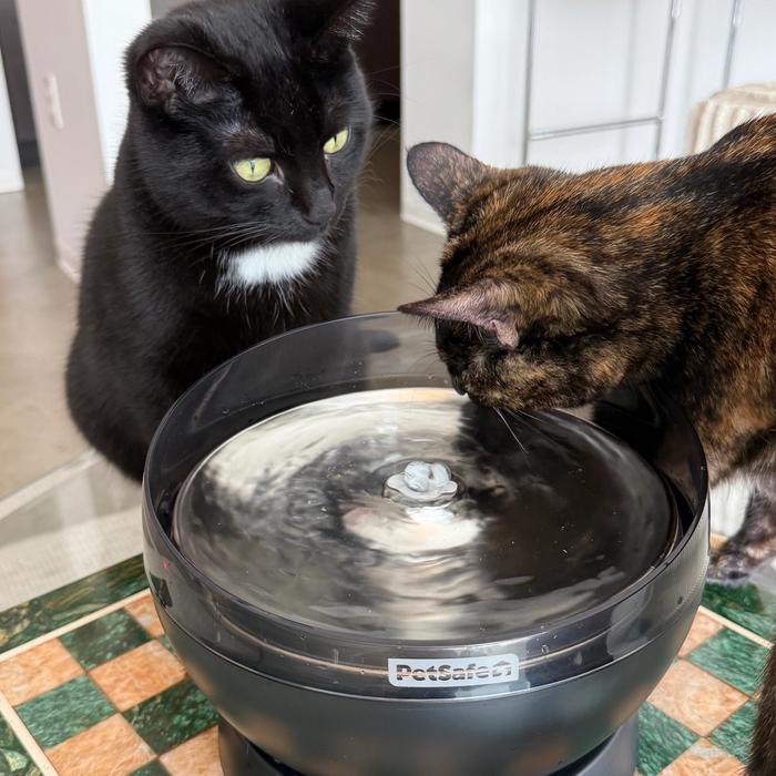 Cats drinking from HydroSphere cordless pet fountain sitting on top of table