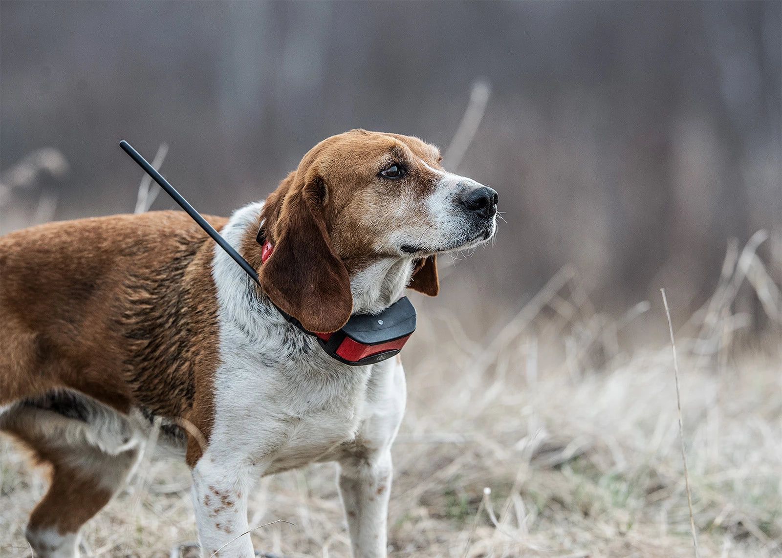 Quick track dog tracking clearance system