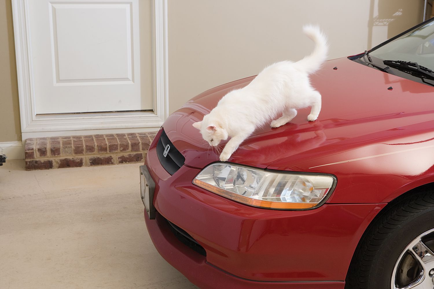 cat in car engine