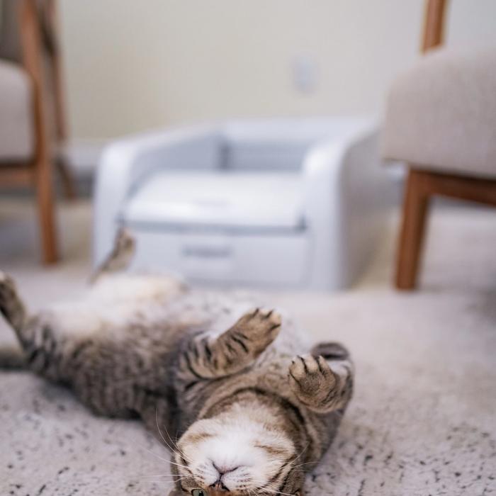 good kitty and self-cleaning litter box