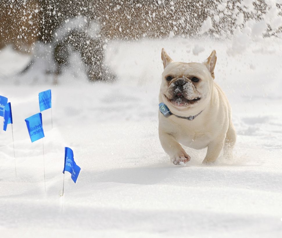 White French bulldog running through yard with invisible fence collar and flags in the snow 