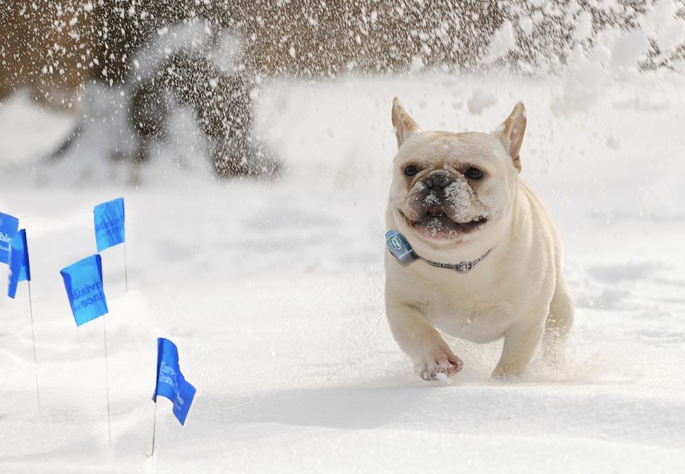 White French bulldog running through yard with invisible fence collar and flags in the snow
