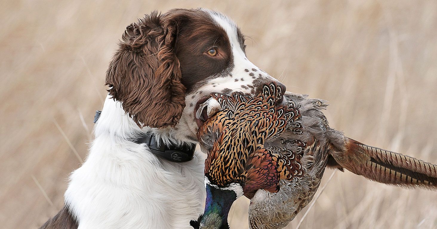 Bird dog accessories sale