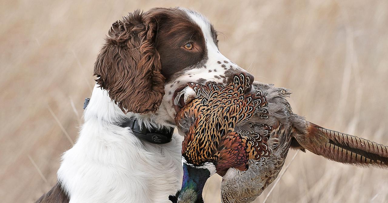 How Tone and Vibe Can Improve Your Upland Bird Hunting