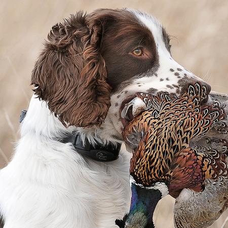 How Tone and Vibe Can Improve Your Upland Bird Hunting