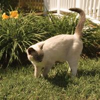 cat outside