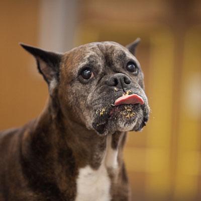 Why do dogs love peanut butter?