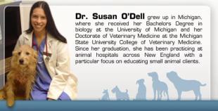 What To Do If Your Dog Is Obese