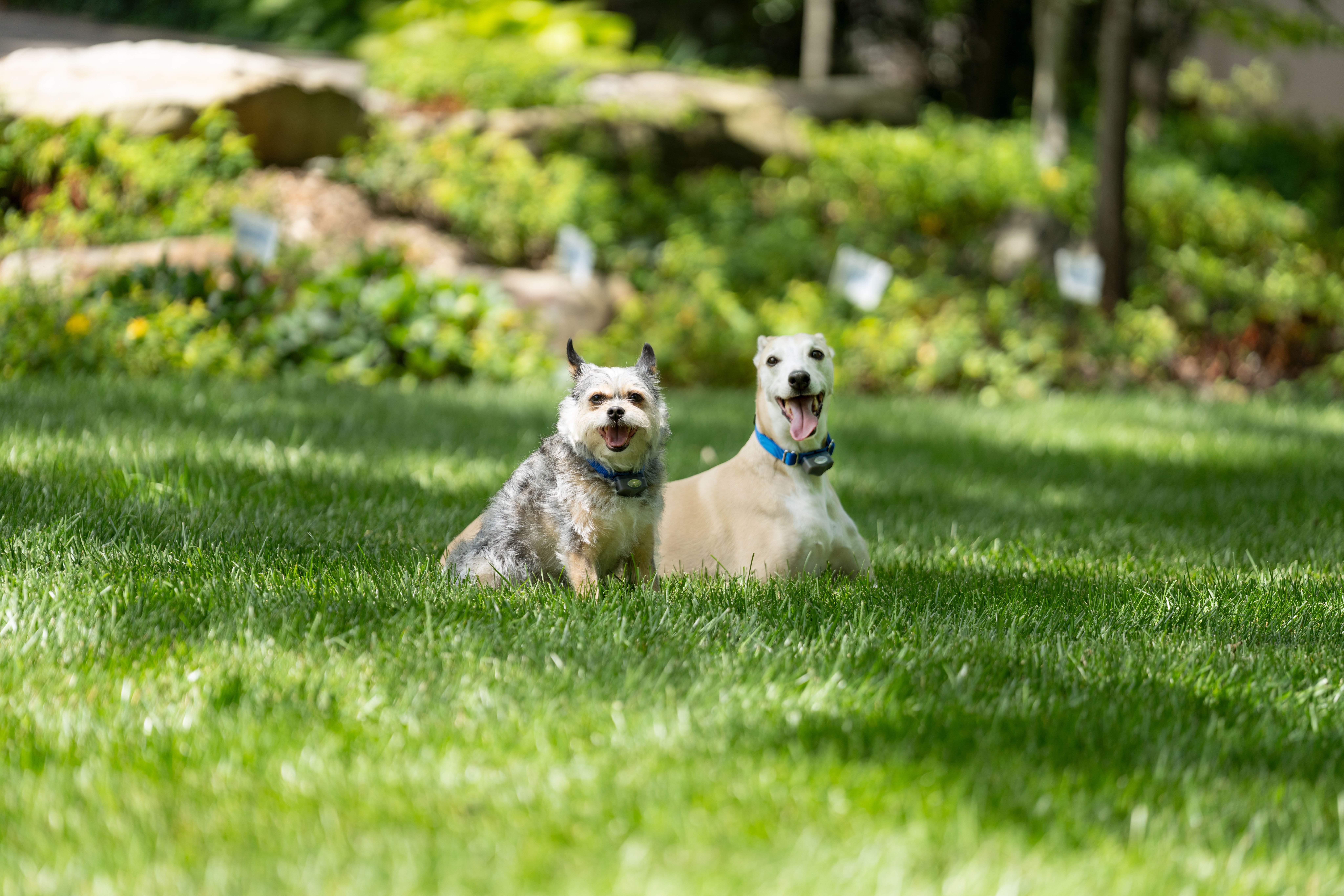 Two Goldendoodles play in their invisible fence yard with family