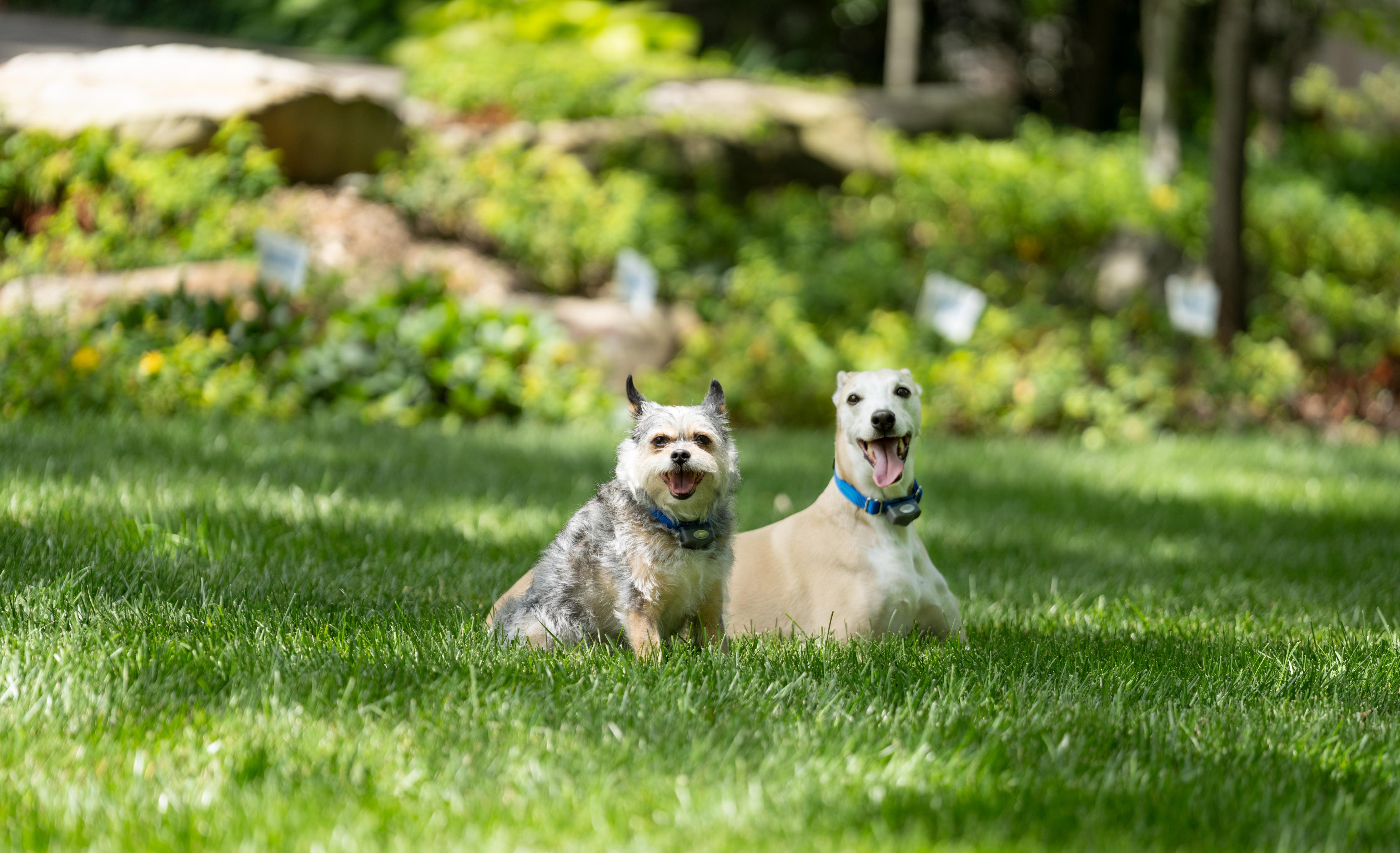 Two Goldendoodles play in their invisible fence yard with family