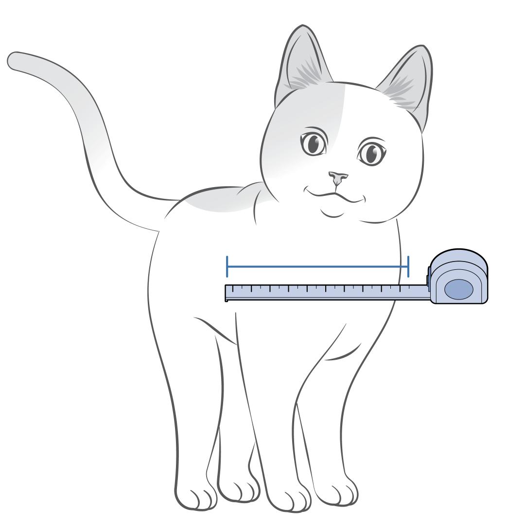 Measure Widest Part Of Cat