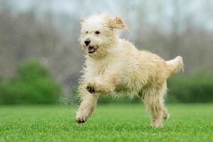 Why Neuter a Dog? The health and behavior benefits