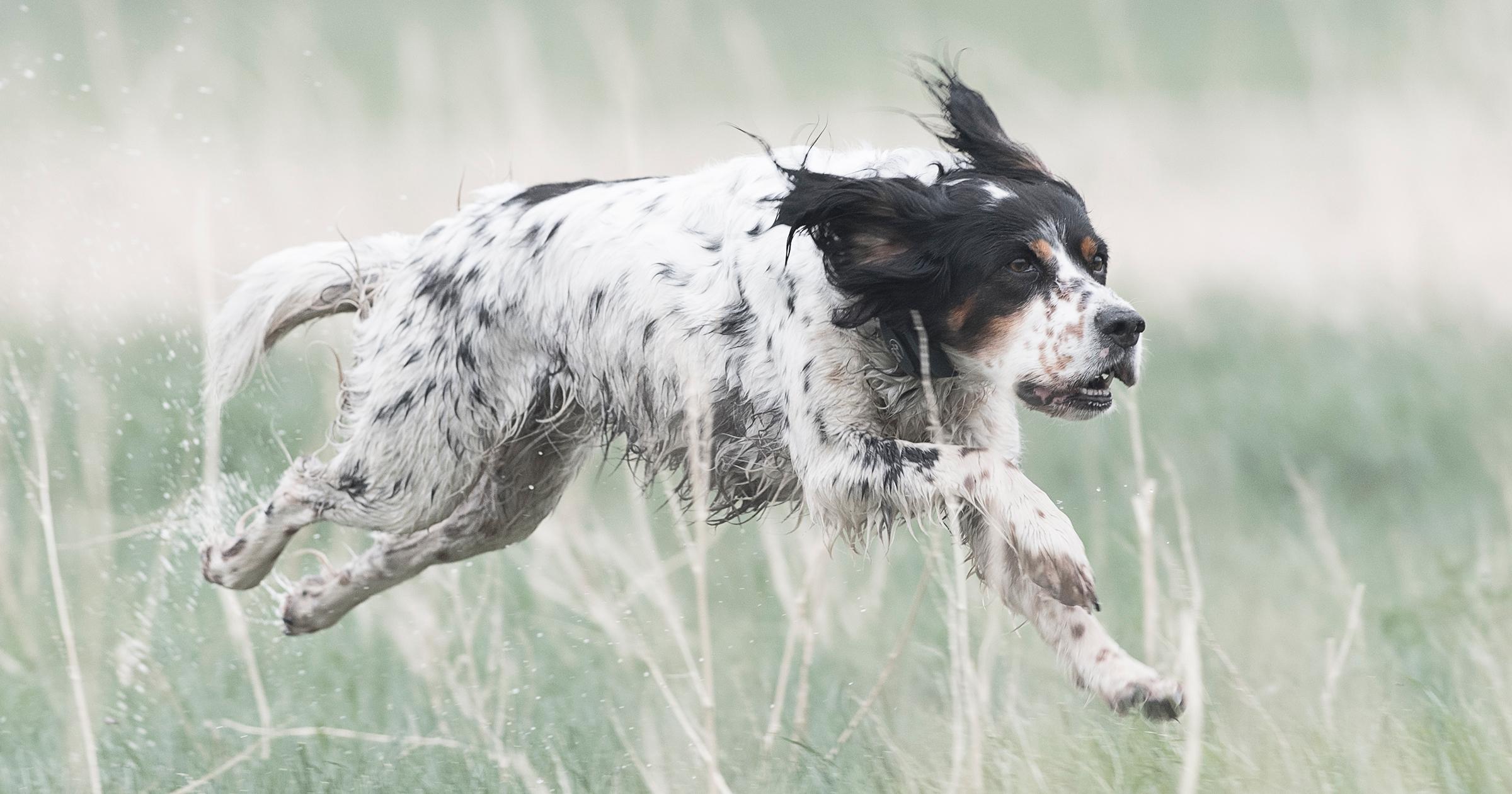 Setter running through wet grass