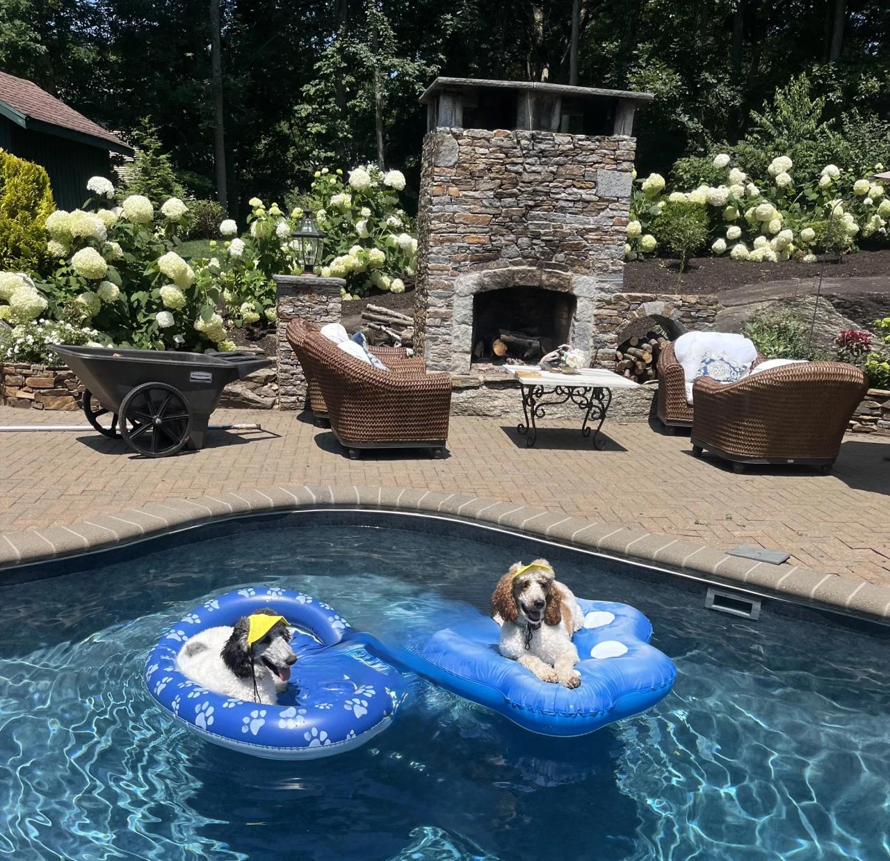 Dogs lounging in pool in New Jersey backyard