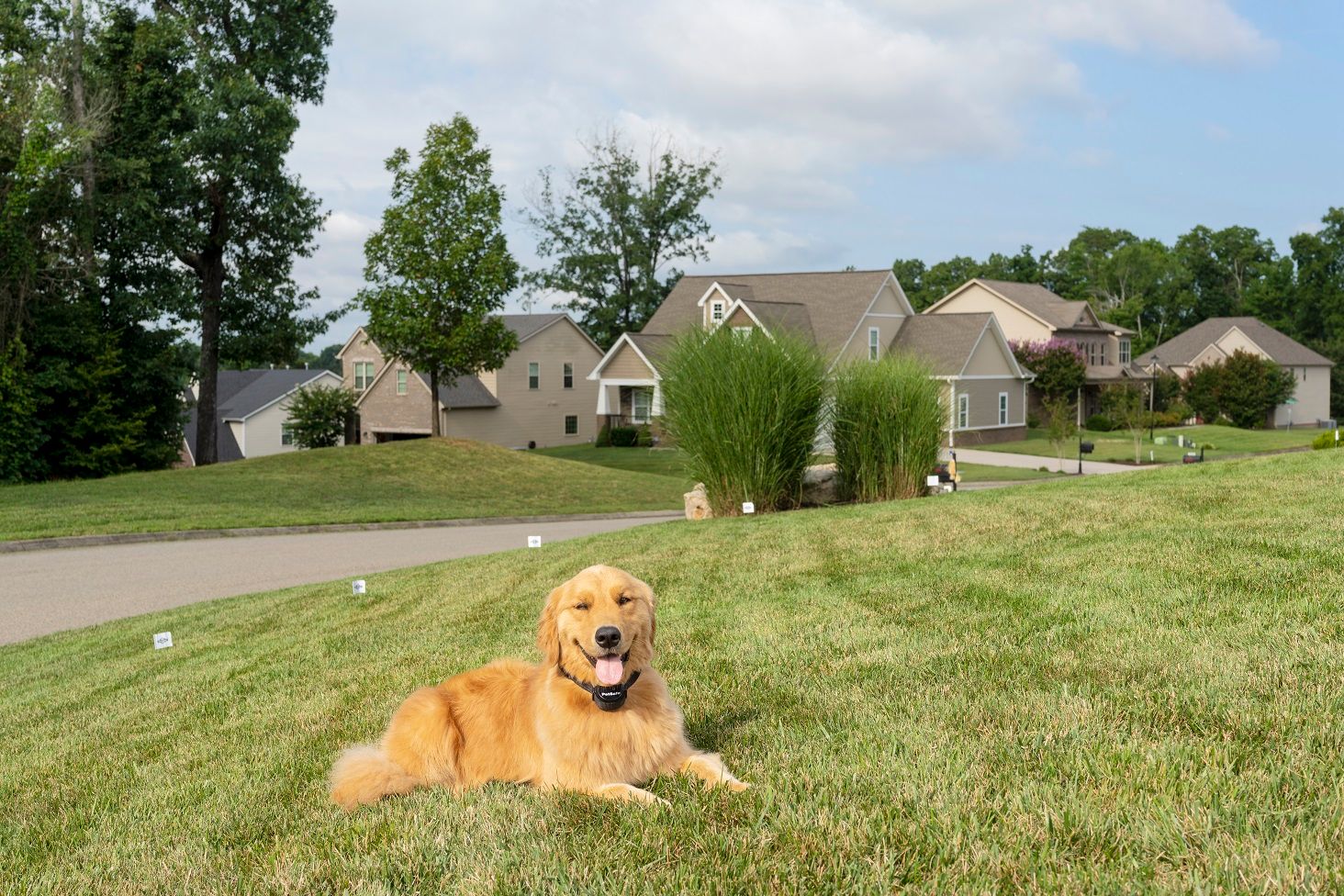dog wearing ecollar in yard
