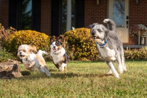 certified invisible fence brand trainer working with specific dog breed during custom training session
