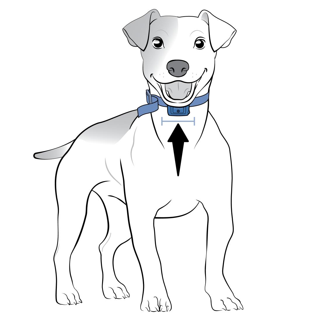 Center collar on dog's neck under chin