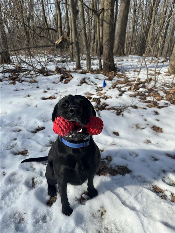 black lab wearing invisible fence collar playing in a snowy yard