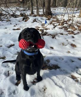 black lab wearing invisible fence collar playing in a snowy yard