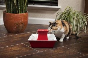 Give your cat fresh and filtered water with a pet fountain!