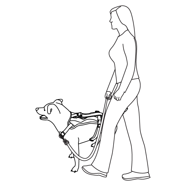 no-pull-training-walk-along-outdoor-harness-illustration2