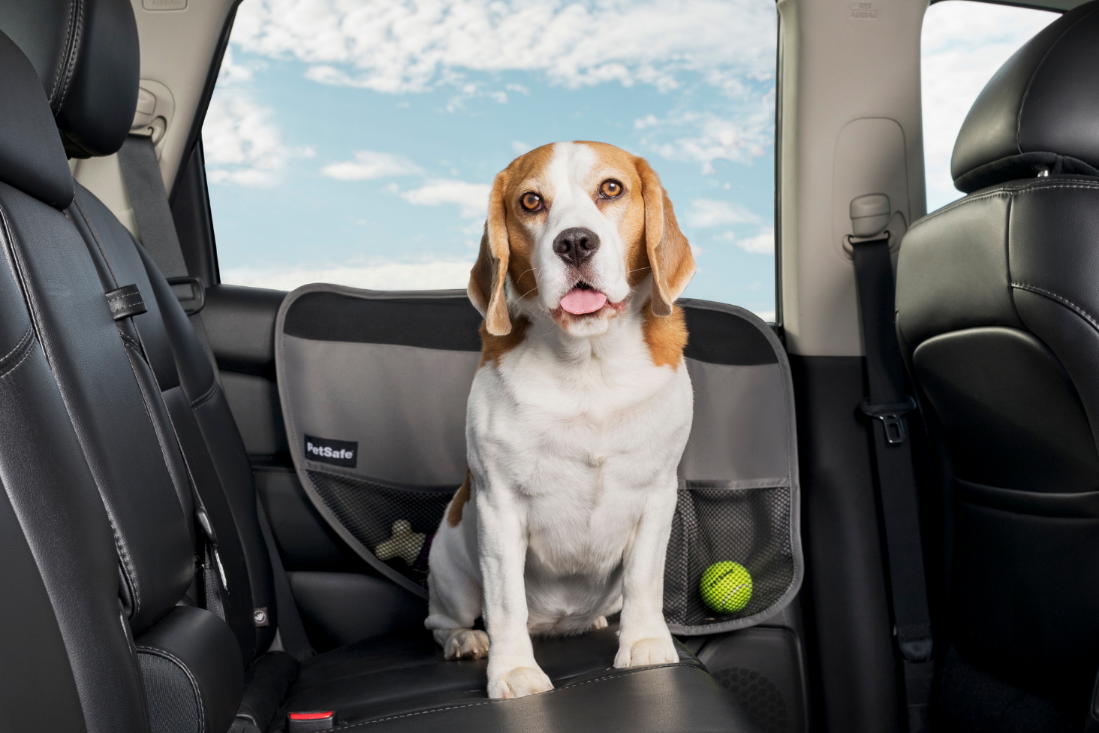 car dog travel