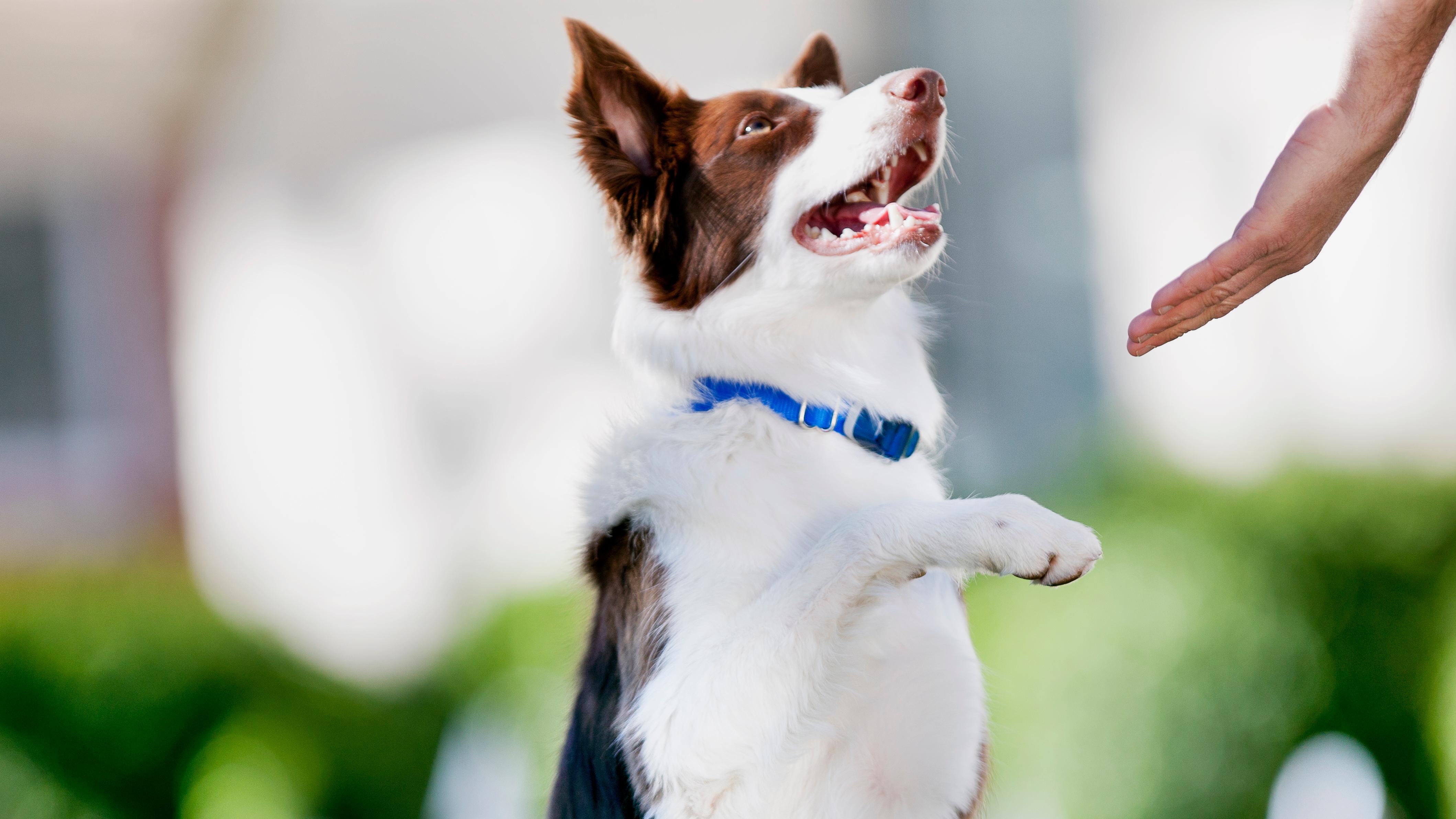 Dog working with trainer to learn new commands