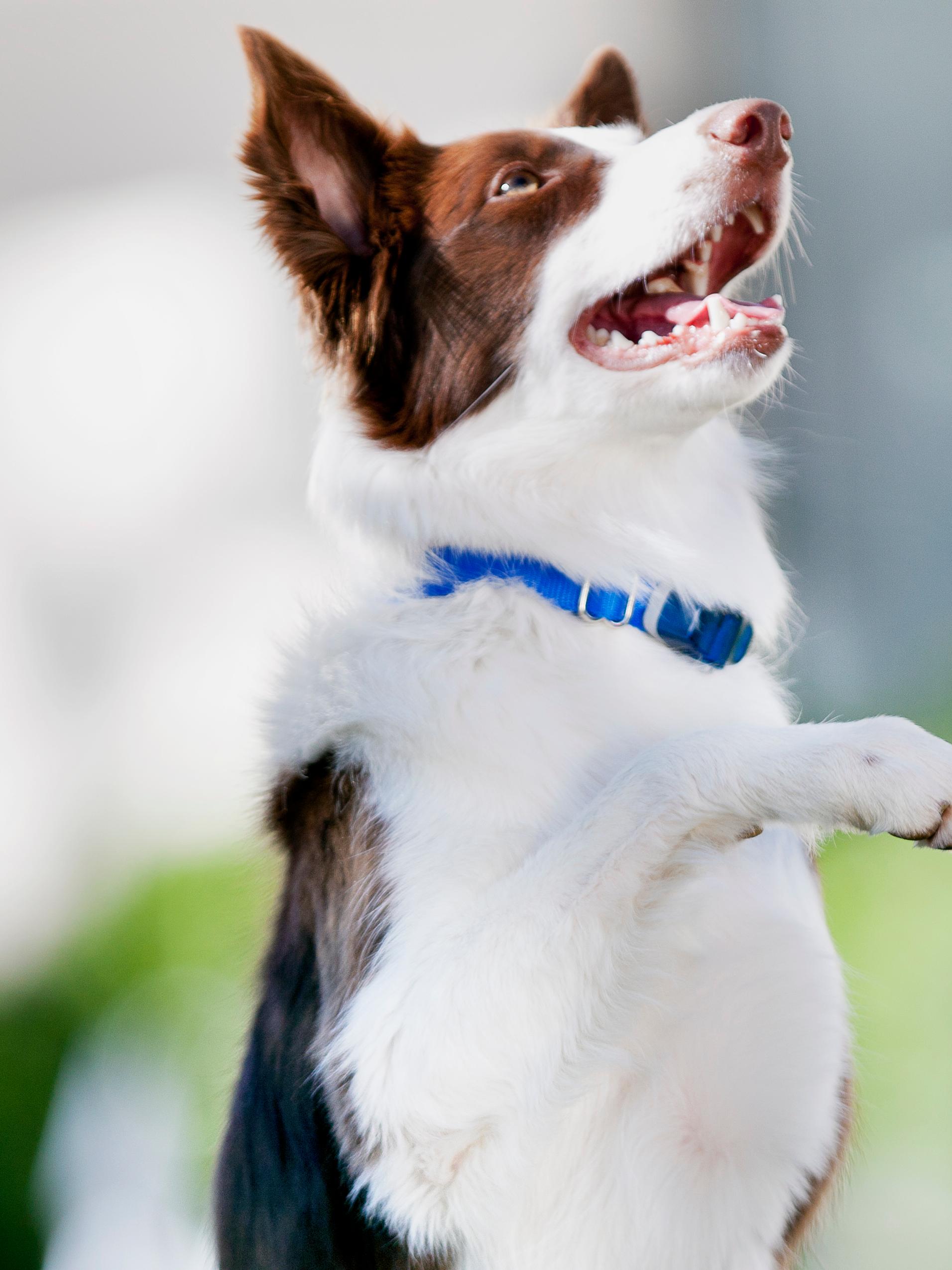 Dog working with trainer to learn new commands