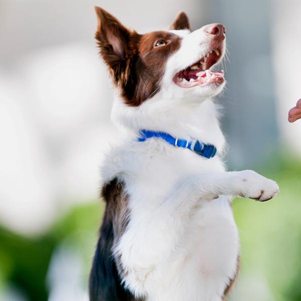 Dog working with trainer to learn new commands