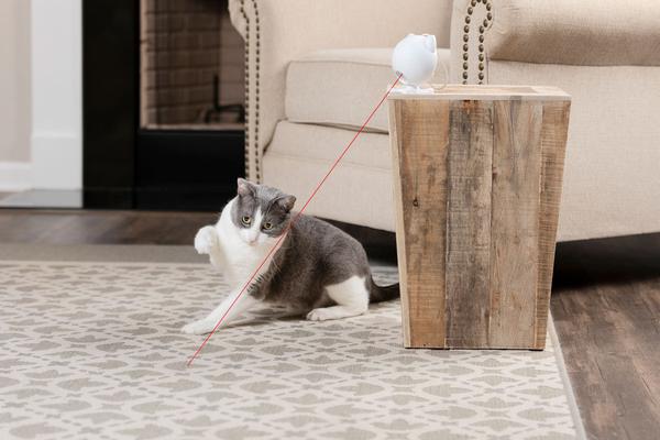 cat playing with laser toy
