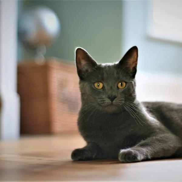 Korat Cat