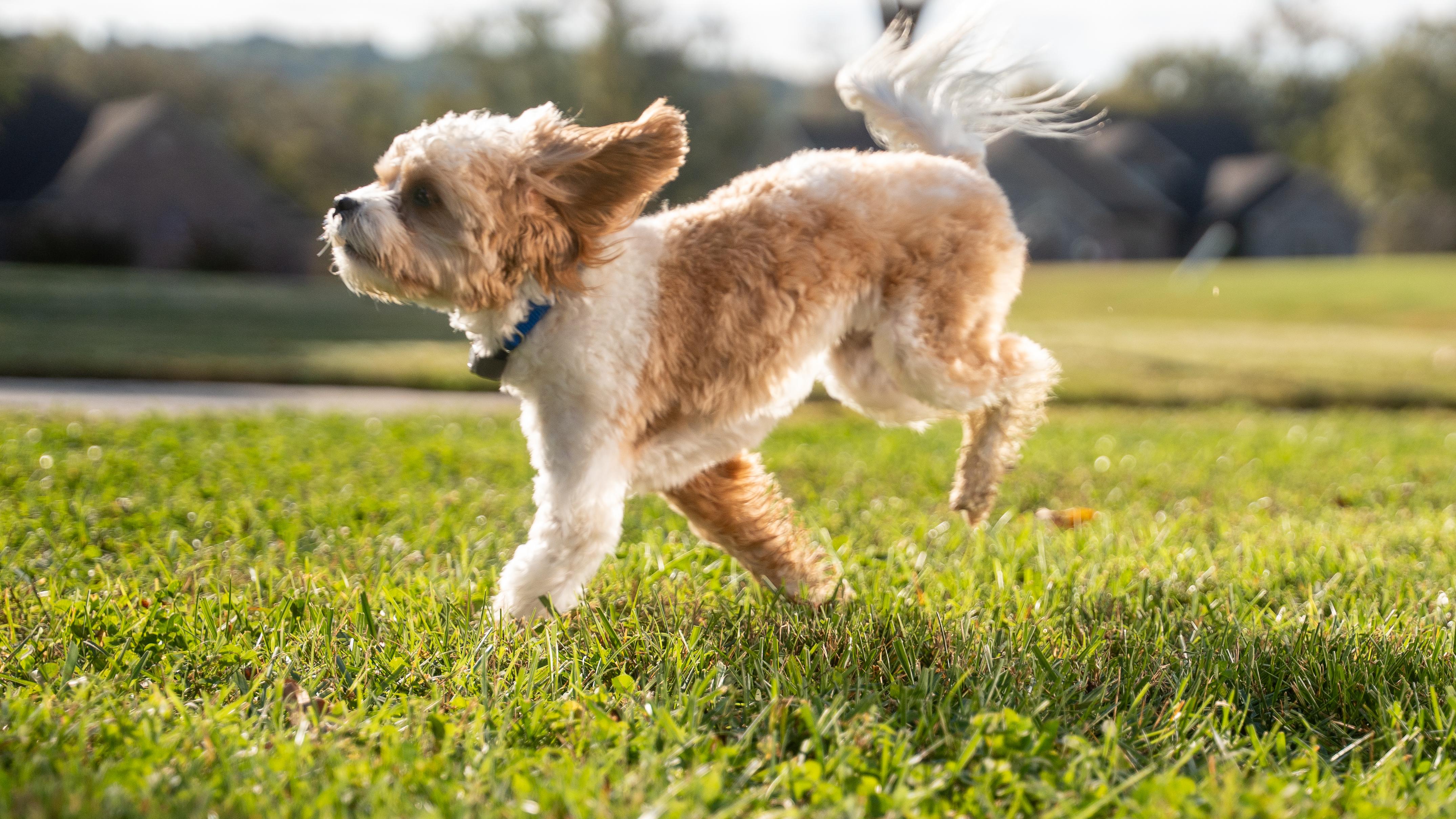 cavapoo puppy runs in the yard with an invisible fence