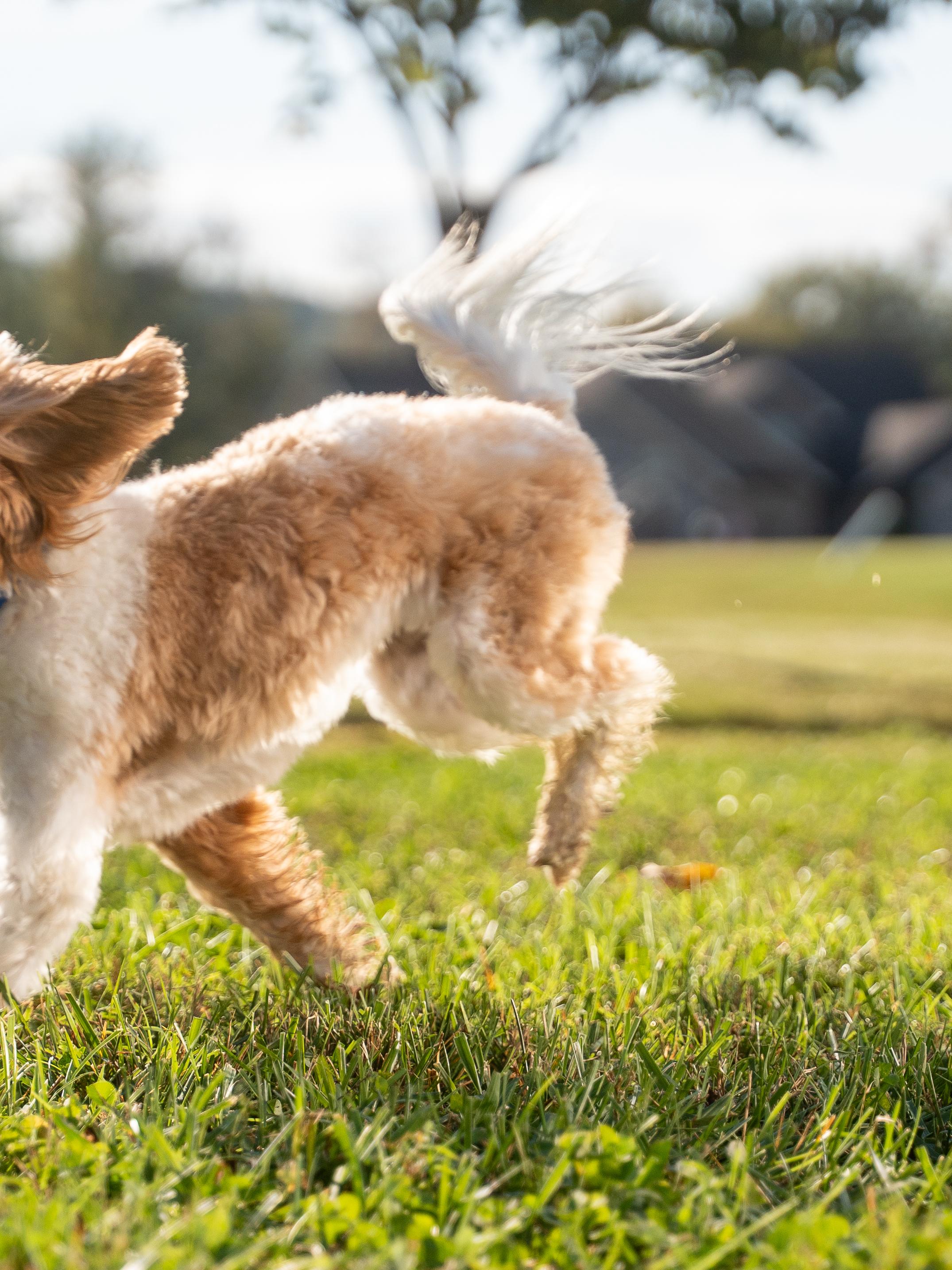 cavapoo puppy runs in the yard with an invisible fence