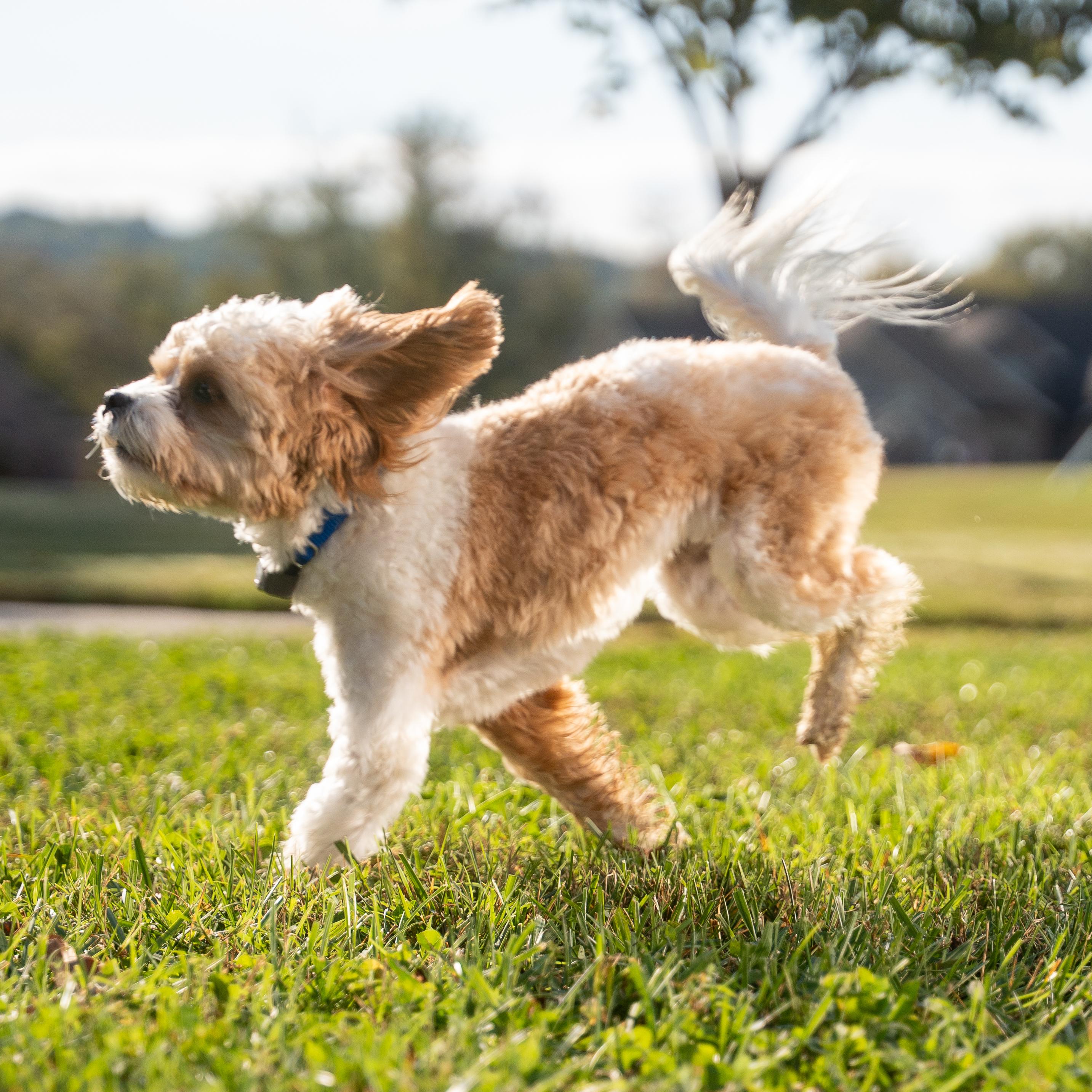cavapoo puppy runs in the yard with an invisible fence