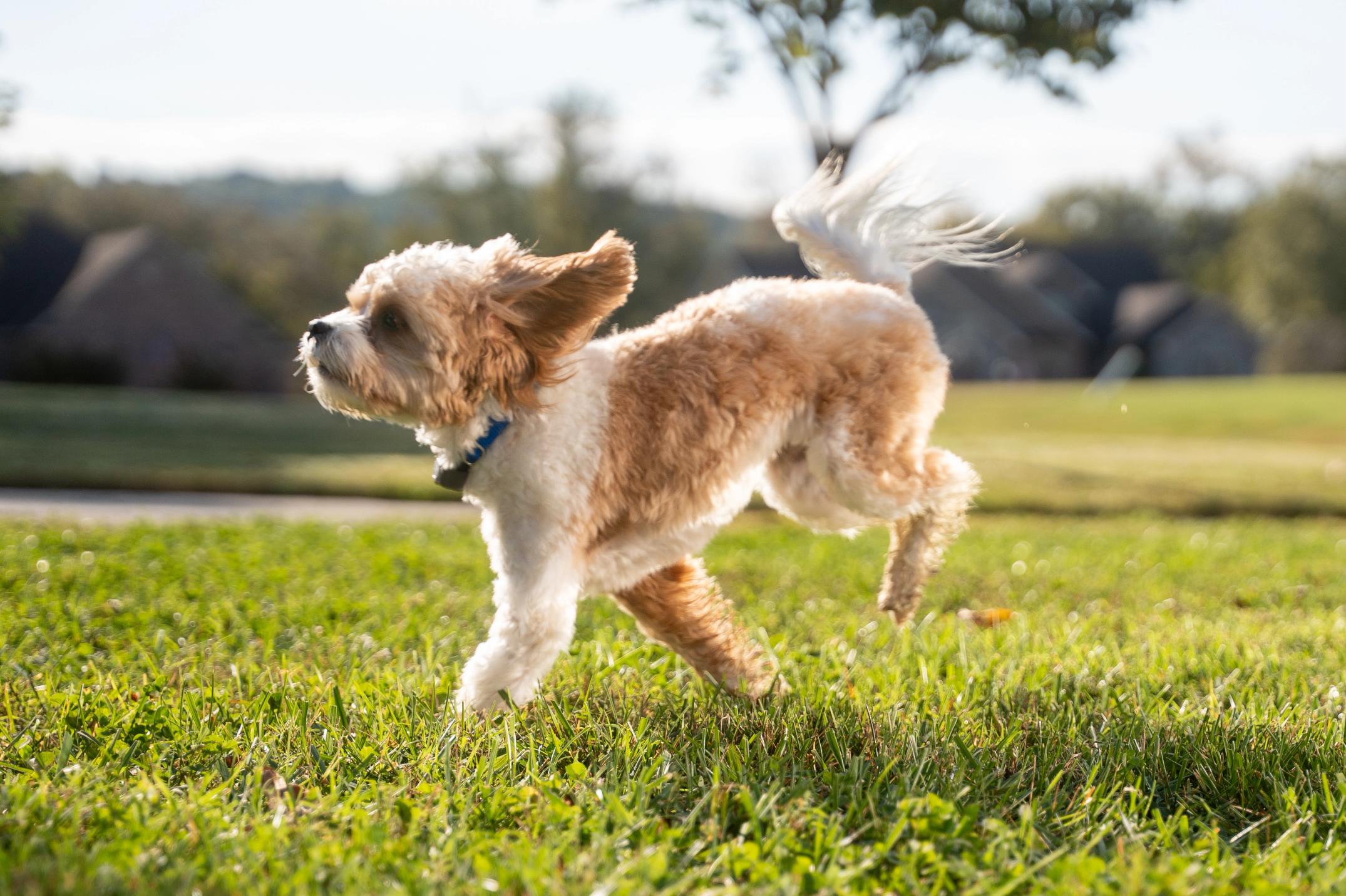 cavapoo puppy runs in the yard with an invisible fence