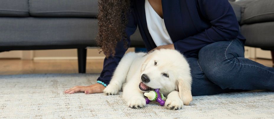 Retriever puppy chewing Busy Buddy Jack chew toy