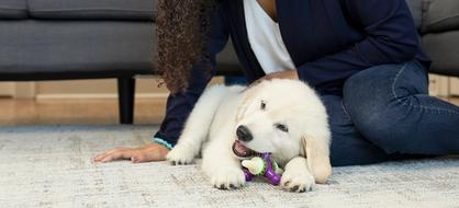 Retriever puppy chewing Busy Buddy Jack chew toy