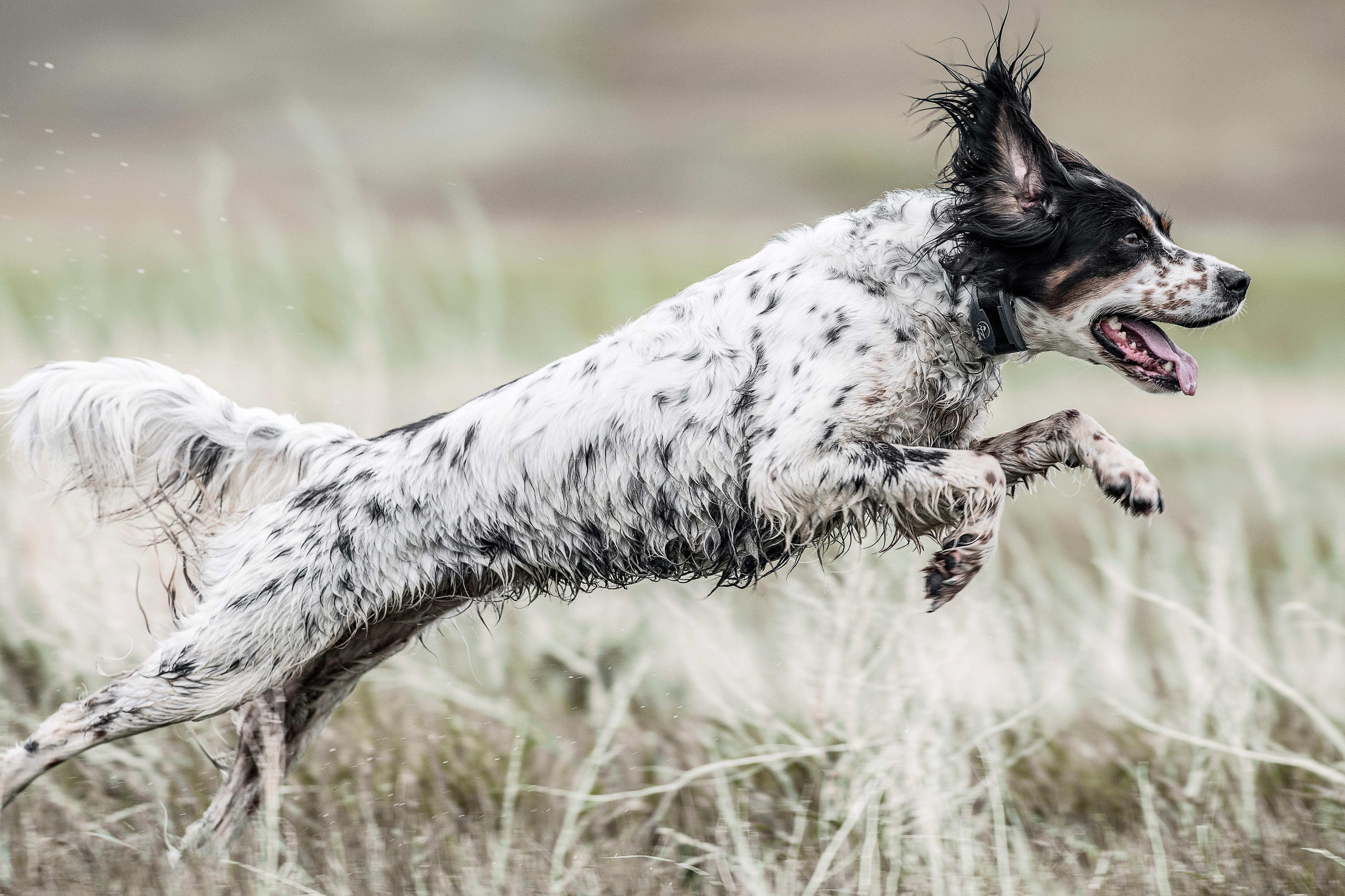 English Setter running through field