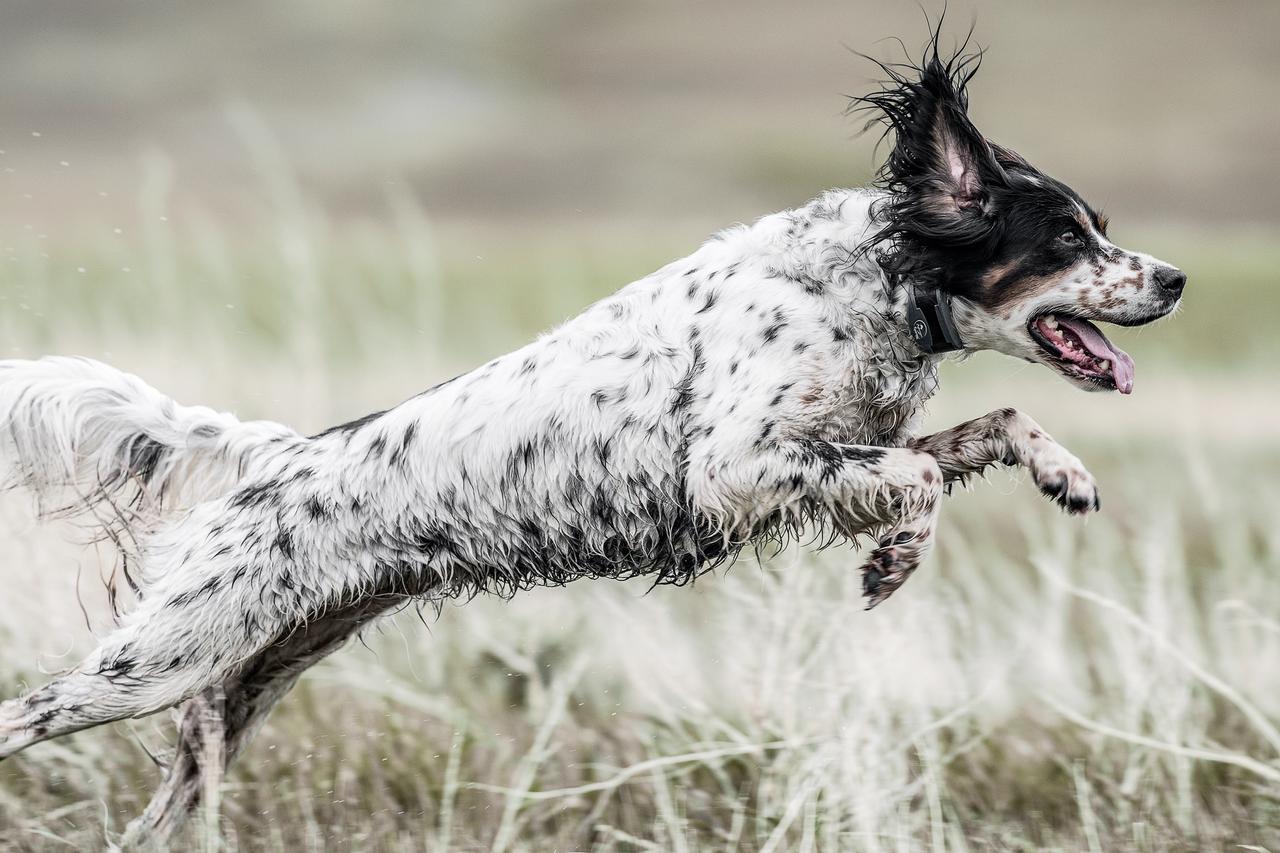 English setter bounding through flooded grassland