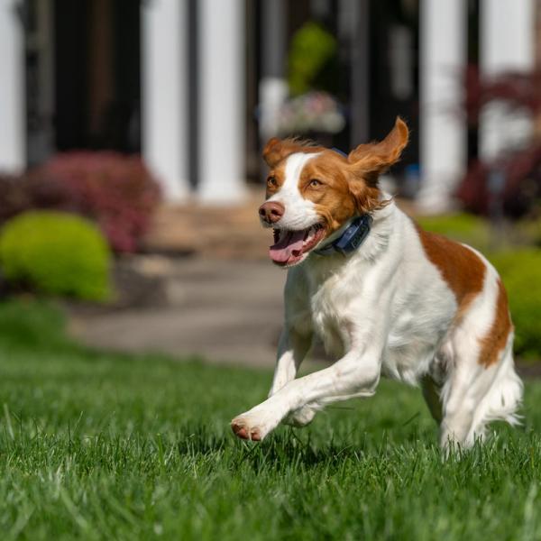 White and reddish brown dog running outside