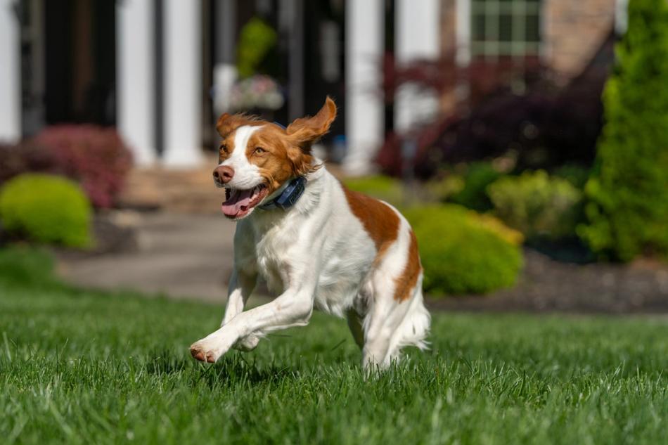 White and reddish brown dog running outside