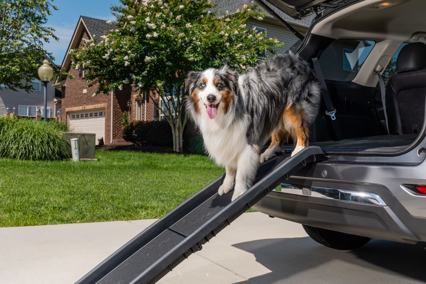 dog on vehicle ramp