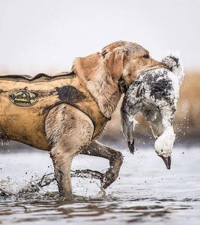 Labrador jaune marchant dans l'eau avec un gilet, tenant une oie des neiges dans la gueule