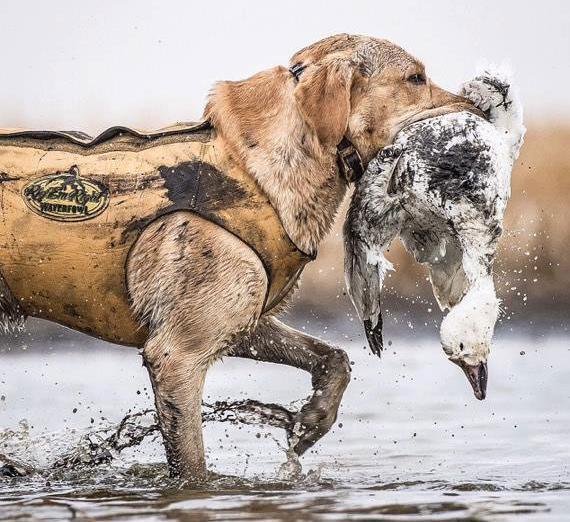 Yellow lab holding snow goose in its mouth